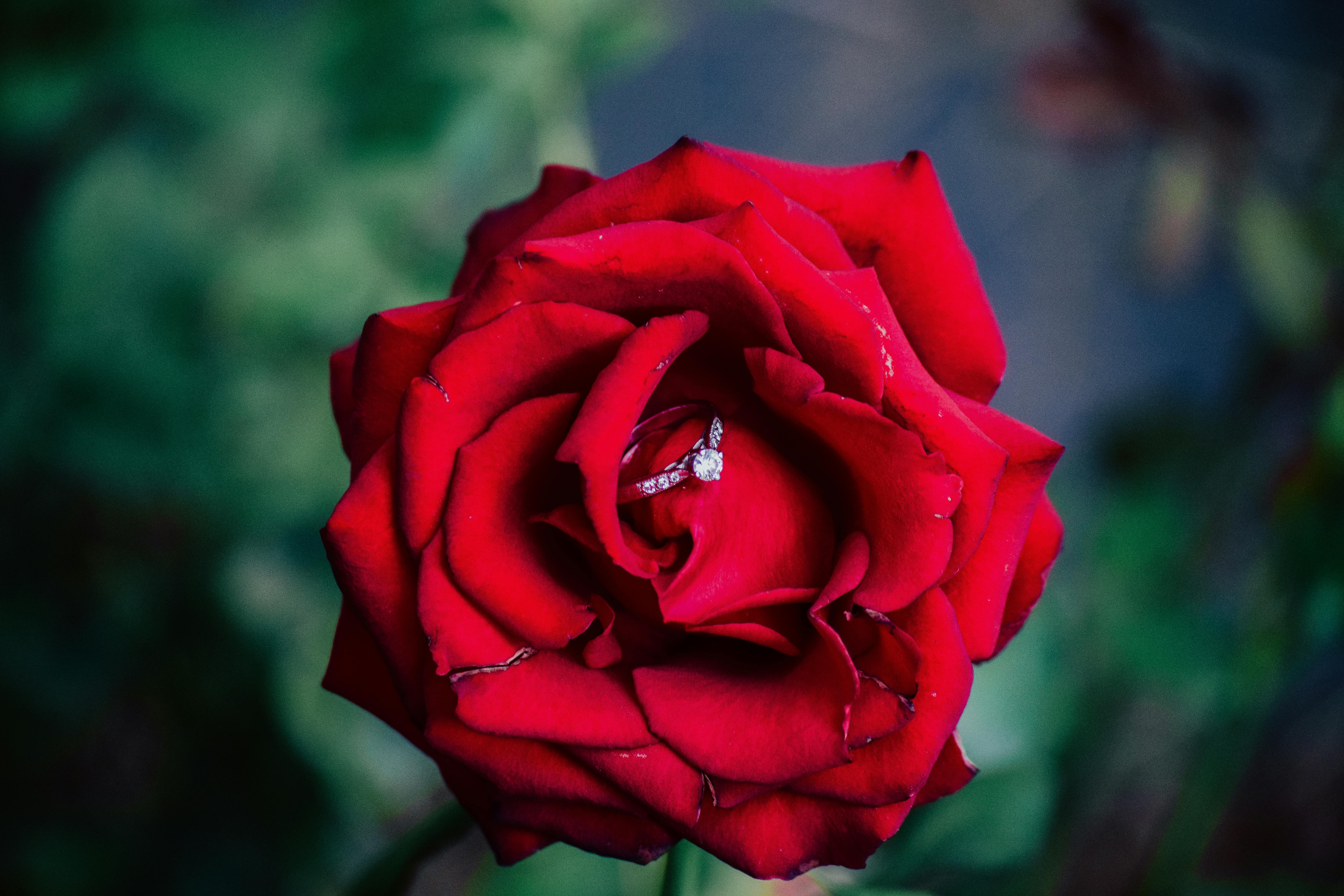 Gambar Bunga  Mawar  Merah Untuk Wallpaper 