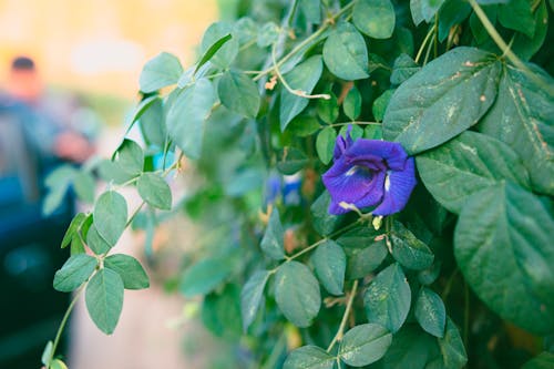 A purple flower growing on a green plant