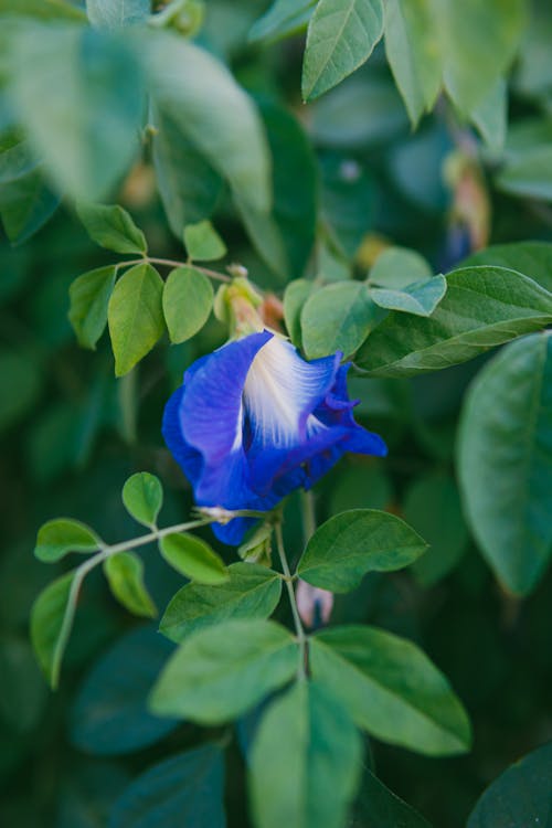 A blue flower with green leaves in the background