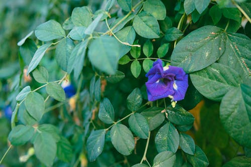A purple flower is growing on a green plant