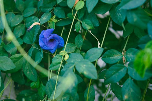 A blue flower growing on a green plant