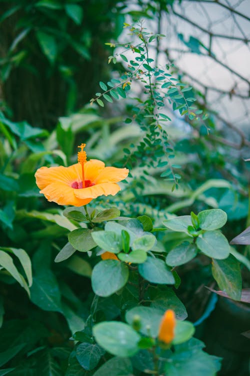 A single orange flower in a green garden