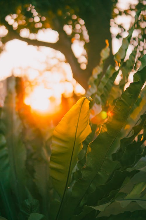 Sunset over a tropical plant
