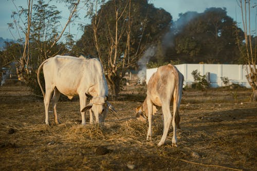 Δωρεάν στοκ φωτογραφιών με αγρόκτημα, αγροτικός, βοσκή