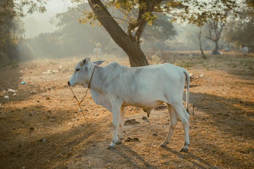 White Cow with Harness is Standing under Tree