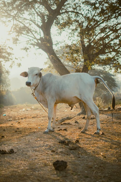 A white cow standing in the dirt near a tree