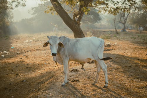 A cow standing in the dirt near a tree