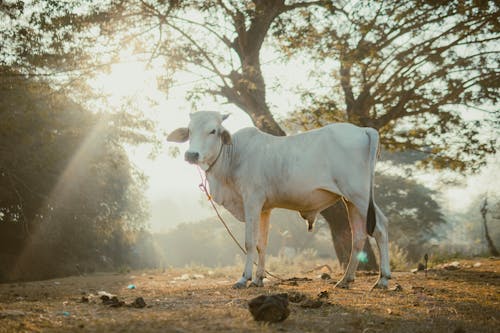 A white cow standing in the sun on a dirt road