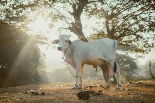Free A white cow stands peacefully in a sunlit rural meadow with trees in the background. Stock Photo