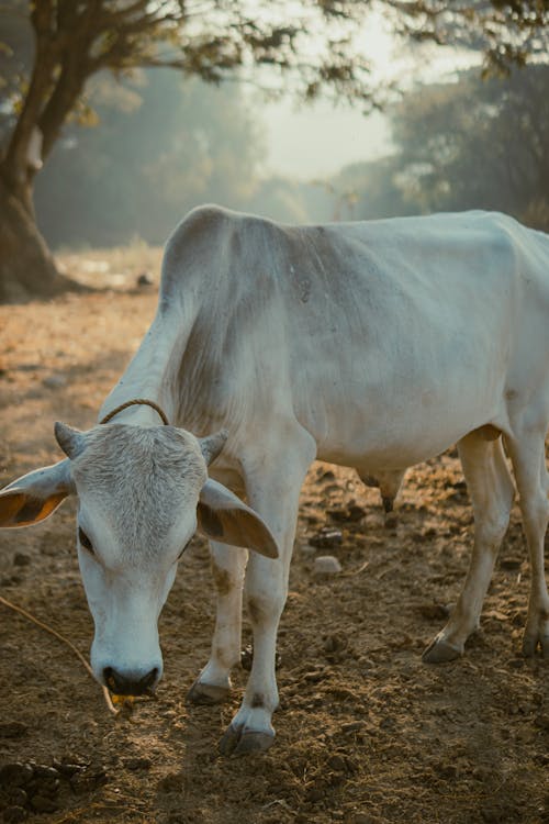 A cow standing in a dirt field with a tree in the background