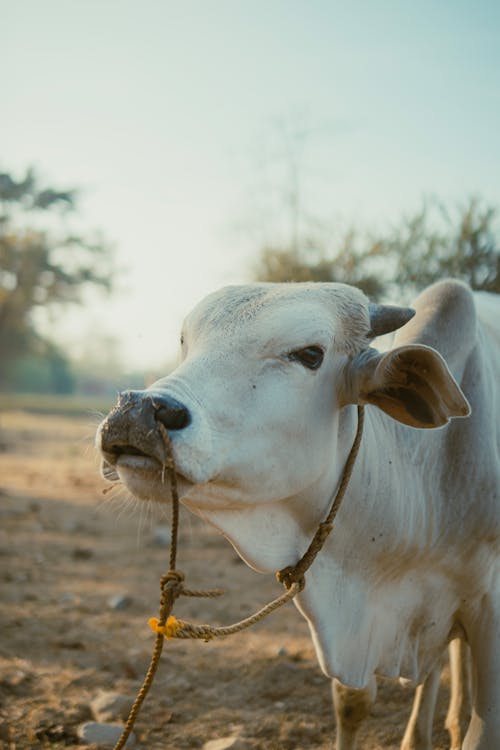 A cow with a rope around its neck