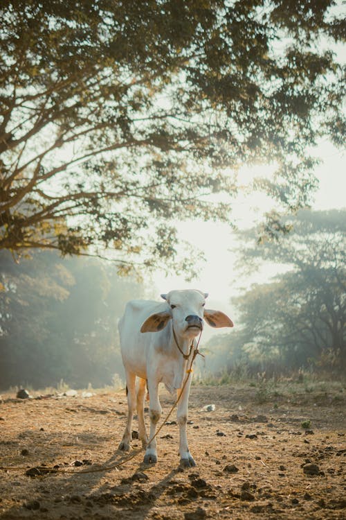 White Cow Stands on Pasture under Tree