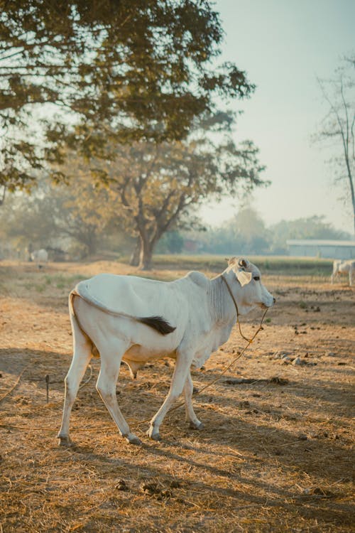 Standing White Cow on Rope by Trees