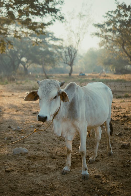 A white cow standing in a dirt field