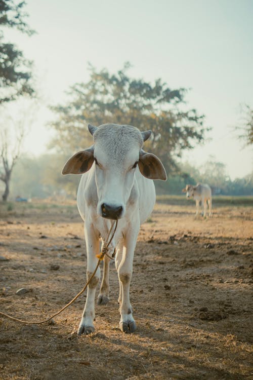 Δωρεάν στοκ φωτογραφιών με αγελάδα, αγροτικός, βοσκοτόπι