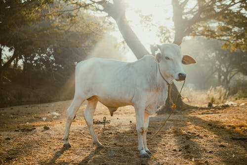 A white cow standing in the dirt near trees