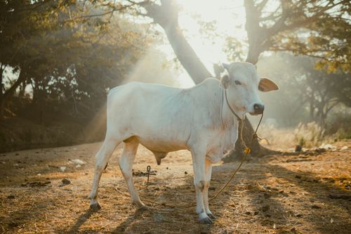 Free A white cow calmly stands in a sunlit rural pasture, surrounded by trees. Stock Photo