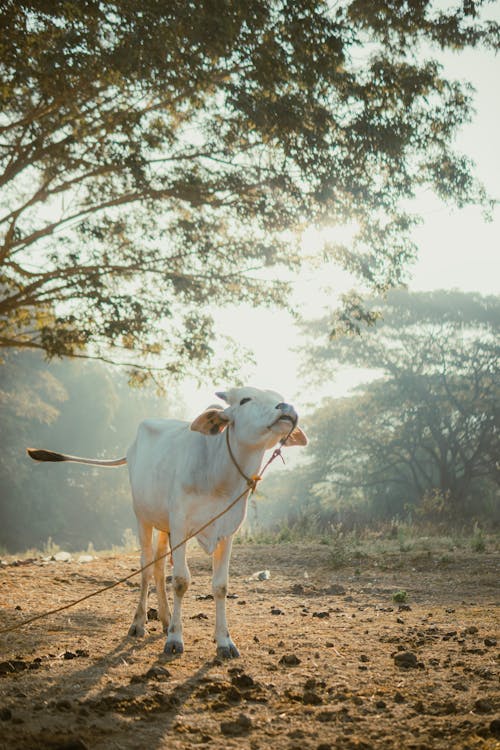 A cow with a rope tied to its neck