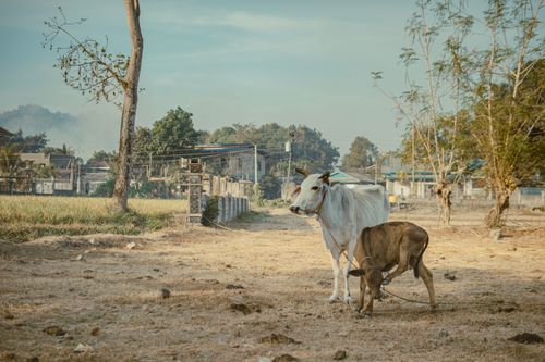Free Peaceful rural scene featuring cattle in an open field, surrounded by trees on a sunny day. Stock Photo