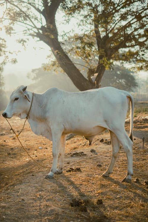 Δωρεάν στοκ φωτογραφιών με αγελάδα, αγρόκτημα, Ανατολή ηλίου