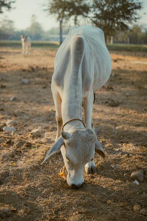 Základová fotografie zdarma na téma bílá kráva, fotografování zvířat, hospodářská zvířata