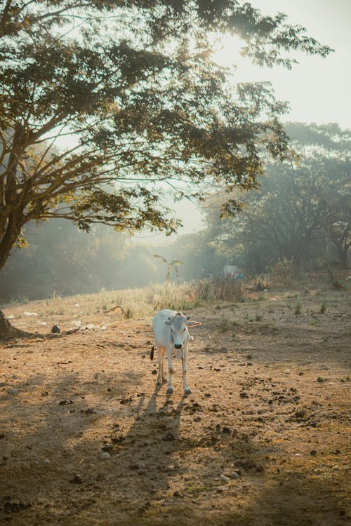 White Cow Stands under Tree