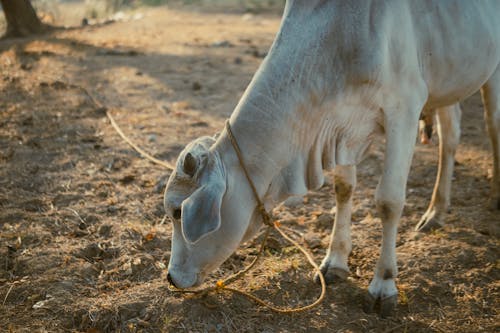 Бесплатное стоковое фото с белая корова, выпас, домашний скот