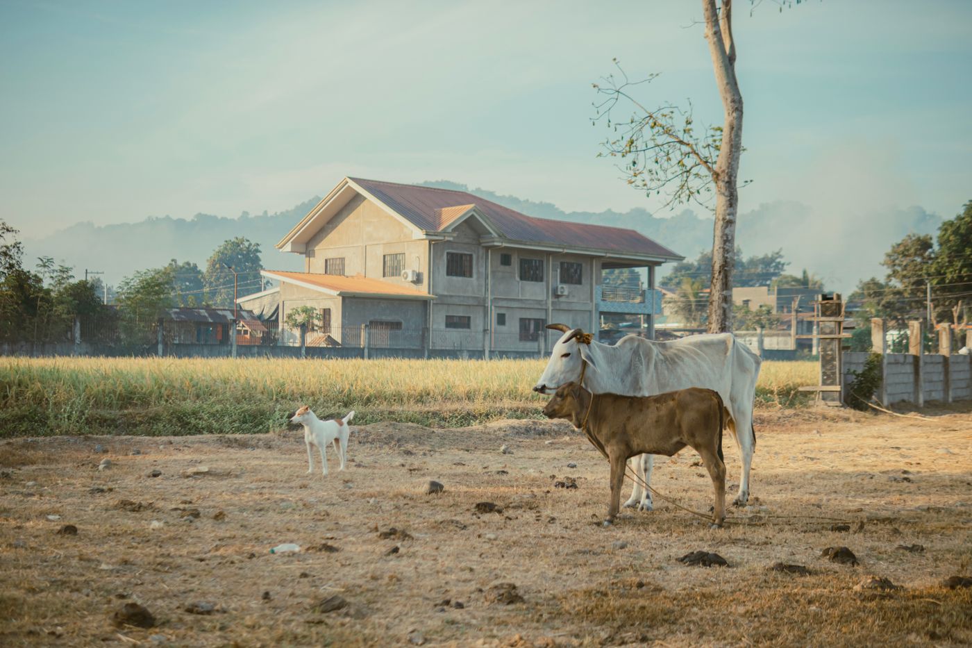 เกษตรผสมผสาน 3 ไร่แล้วมีปัญหา? รวมสาเหตุ อาการ วิธีแก้ และวิธีป้องกัน