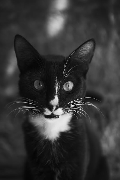 Immagine gratuita di animale domestico, bianco e nero, carino