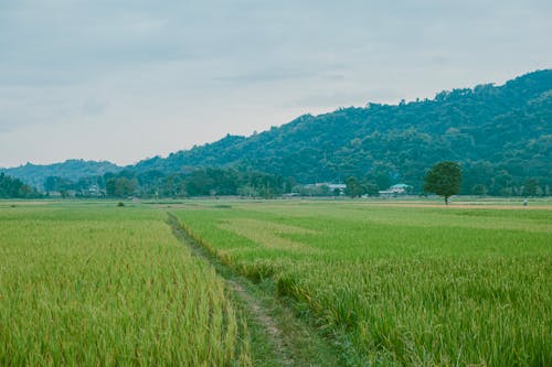 A path through a field with green grass