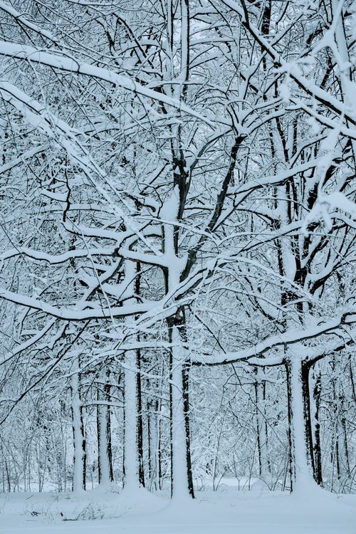 Free A tranquil forest view showcasing snow-covered trees during winter. Stock Photo
