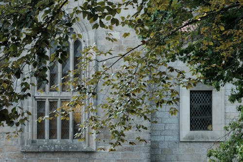 Darmowe zdjęcie z galerii z budynek od zewnątrz, drzewo, gotycki