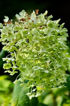 Detailed photograph of vibrant green hydrangea flowers in full bloom, showcasing nature's beauty.