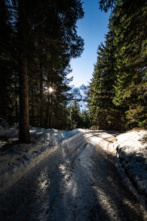 Základová fotografie zdarma na téma krajina, les, silnice