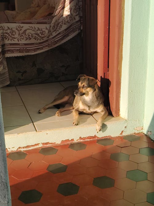 A dog is sitting on the floor in front of a door