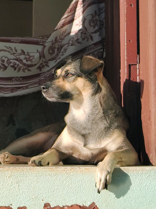 Photo of a dog in guatemala, guatemala