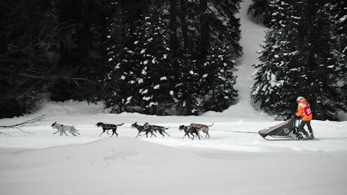 そり, 犬, 雪の無料の写真素材