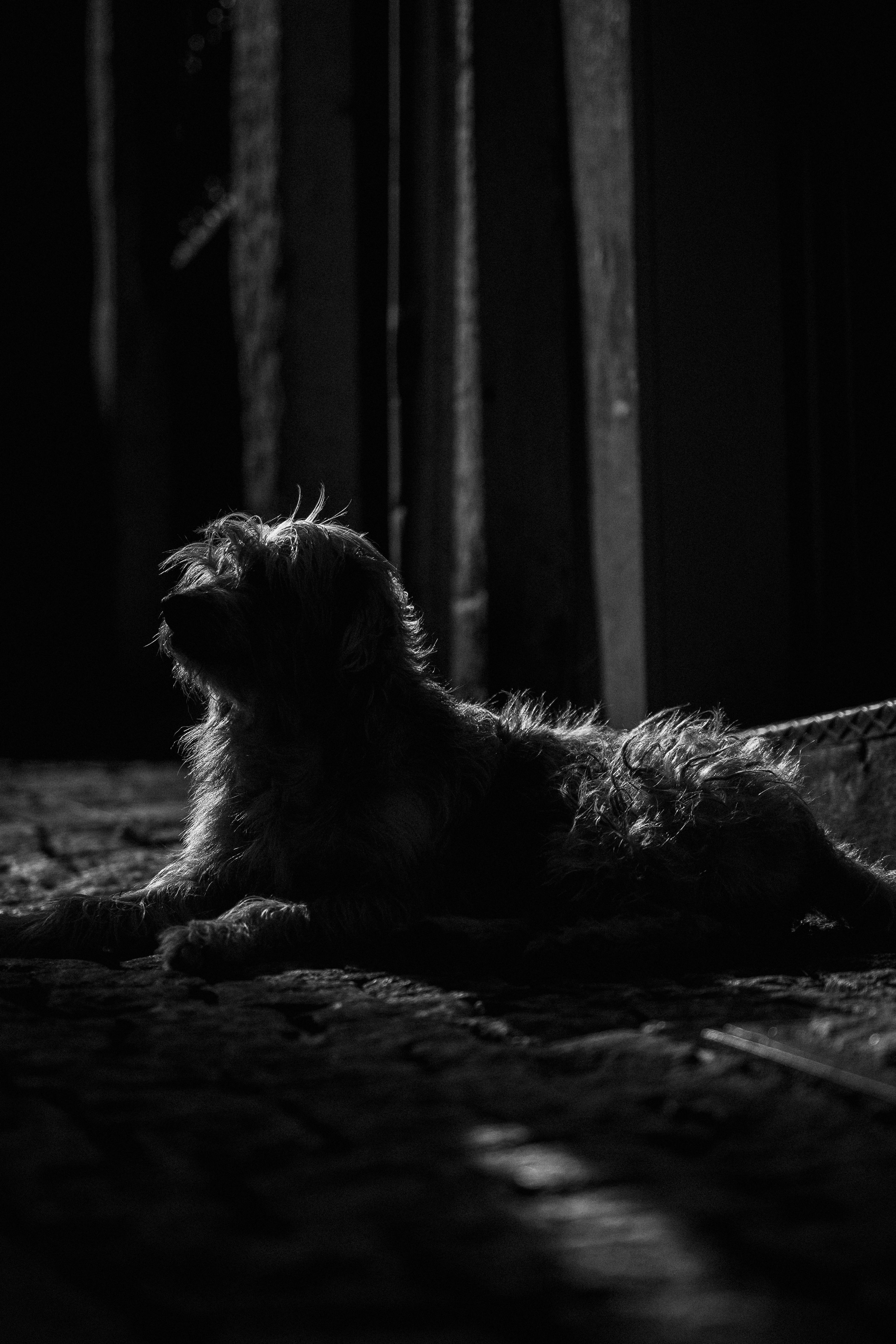 A black and white image capturing a dog lying down in a shadowy alleyway, creating a moody atmosphere.