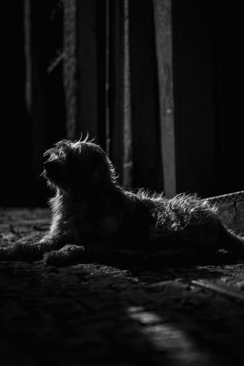 Dog Lying Down in Darkness