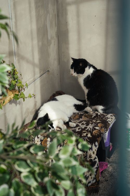 Free Two black and white cats lying and sitting in a corner by a window in Porto, Portugal. Stock Photo