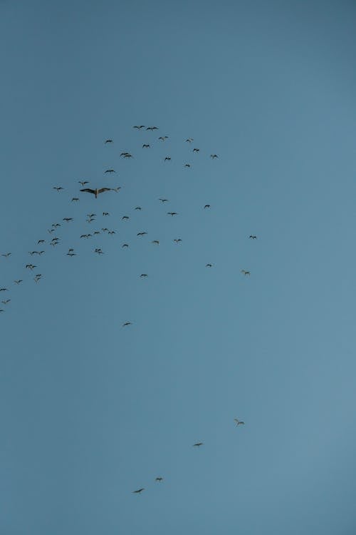 Бесплатное стоковое фото с вертикальный выстрел, природа, птицы