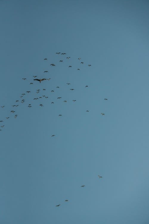 Δωρεάν στοκ φωτογραφιών με καθαρός ουρανός, κατακόρυφη λήψη, κοπάδι