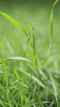 A detailed close-up shot of lush green grass blades outdoors, showcasing natural beauty.