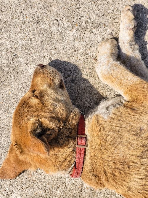 Free Sleeping puppy  Stock Photo