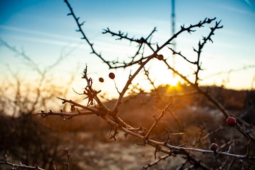 Gratis stockfoto met gouden uur, zonsondergang