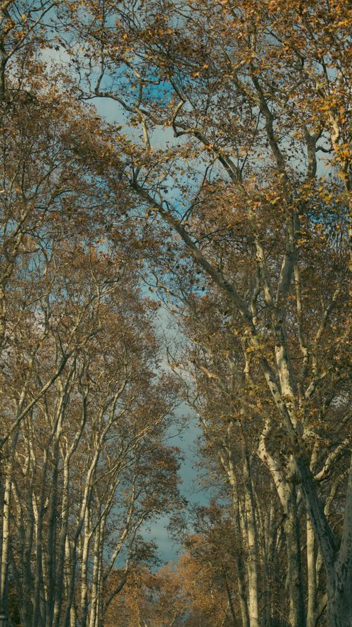 Free Tall birch trees during autumn create a serene pathway in nature. Stock Photo