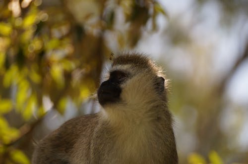 Free stock photo of ape, cute, green