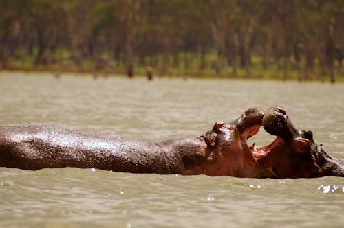 Free stock photo of fight, hippo, hippopotamuses