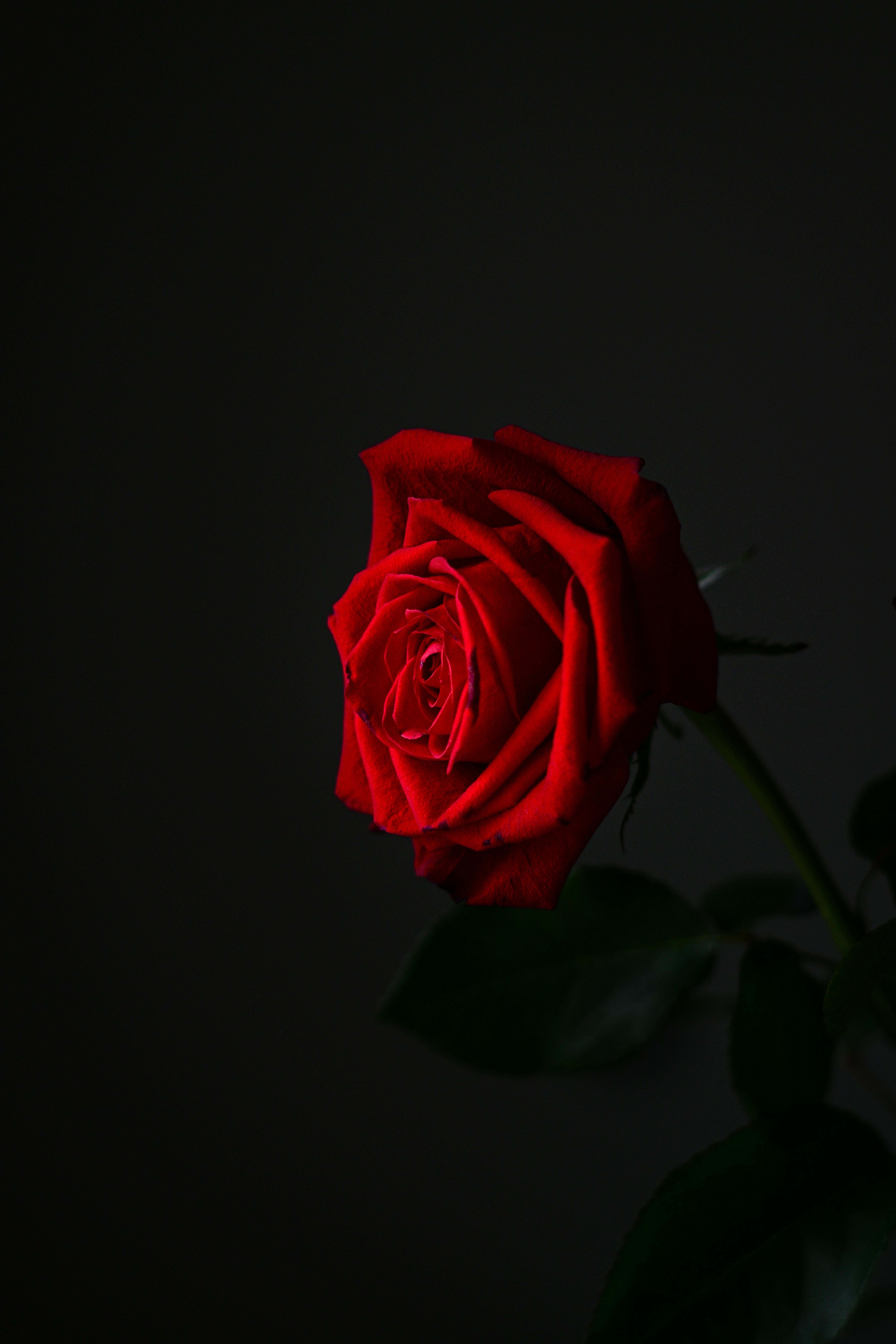 Close-up of a vibrant red rose against a dark minimalist background, showcasing elegance and beauty.