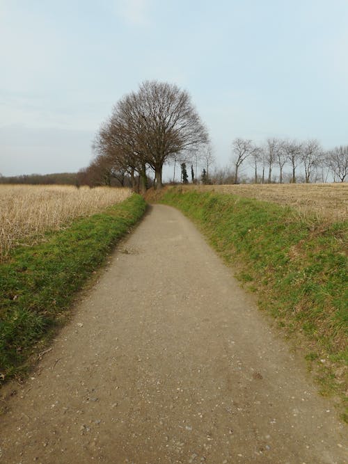 View of a Dirt Road between Fields and Leafless Trees in the Countryside 